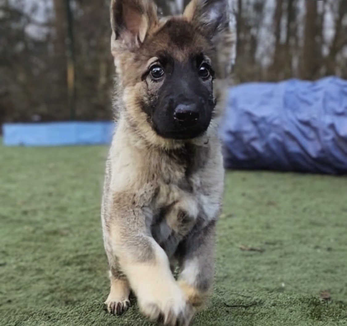 K9Finn's tweet photo. Good morning ☀️🐾

Welcome TPD Vesper &amp; TPD Oakley 💙
Two new recruits, big paws, bright eyes and a future full of promise.

Every great police dog starts somewhere.

📸 Cumbria Police Dog Section https://t.co/eV29qvUbAU