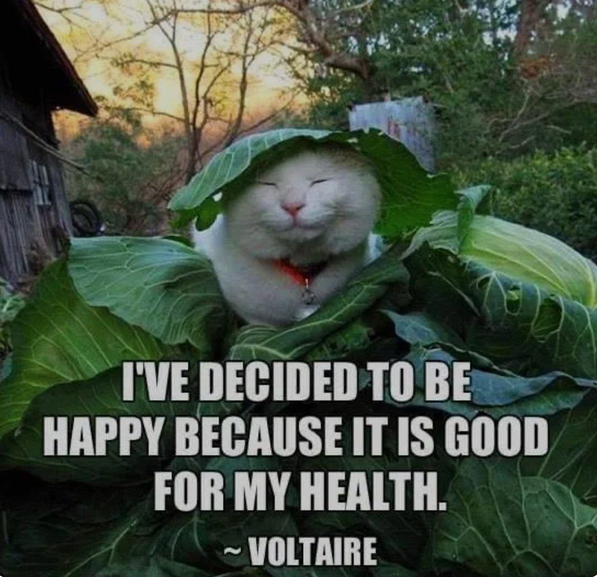 Sometimes happiness isn’t a grand life overhaul…it’s a cat in a cabbage. Small joys such as a laugh, a deep breath, a moment of beauty, lower stress, and support both mental and physical health. Choose joy in the little moments. It’s not fluff. It’s medicine.