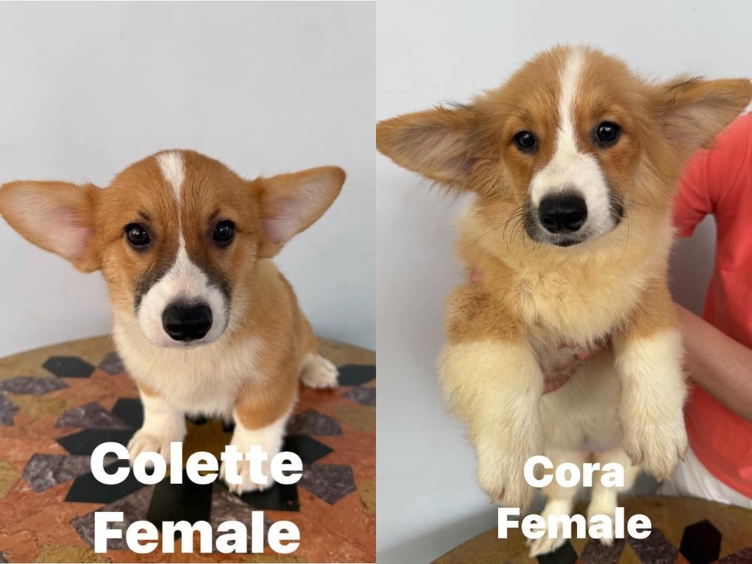 pugadaa's tweet photo. 🐶 Pembroke Welsh Corgis 🐶

For rehoming! 

Give these adorable babies new home 💓

🐾 Date of Birth: Sept 28,2025
🐾 Fluffy Corgi
🐾 Island Borne 
🐾 PCCI Registered
💉With complete vaccination   

Loc: Antipolo City, Rizal

Message us for inquiries. 
#corgi #corgiphilippines https://t.co/ammfs7nz0g