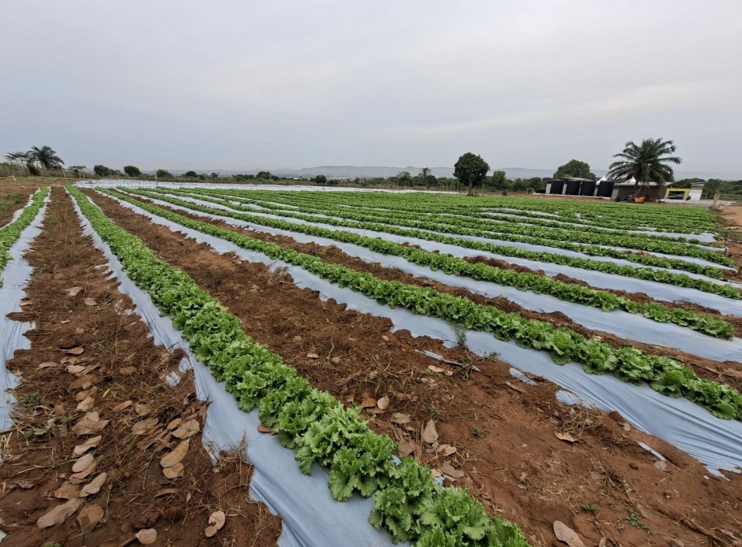 DefarmerAlex's tweet image. Food security becomes harder when greedy middlemen inflate prices.

We sell a kilo of lettuce for 15 cedis about 5 heads, so 3 cedis each.

Yet someone in town sells 1 head for 15 cedis. 😳

If you need lettuce, +233 59 501 2921 come straight to the farm for affordable,prices.