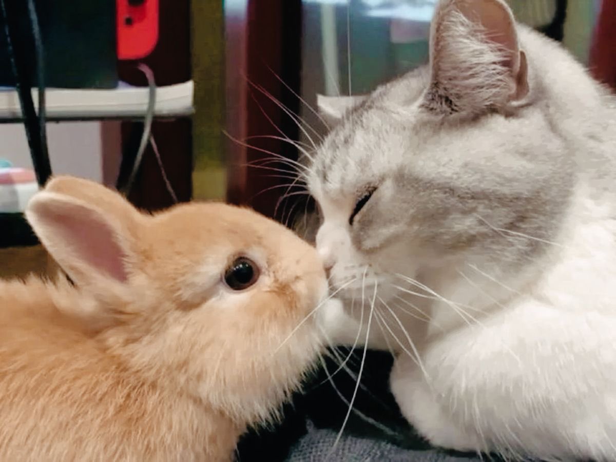 Bunnies tweet media
