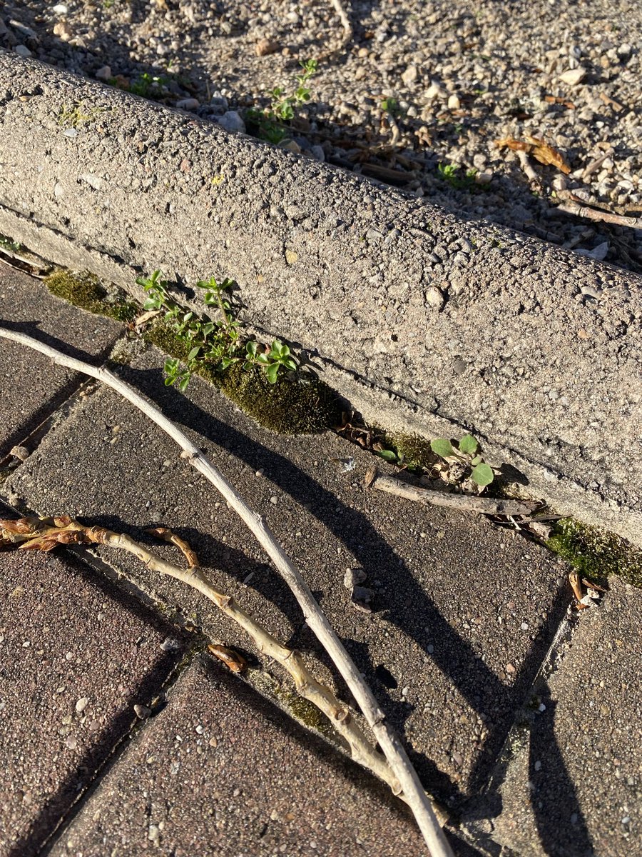 Cada vez que veo musgo, me acuerdo de cuando poníamos el Belén en Navidad y bajábamos mi padre y yo al jardín de casa con un cuchillo de untar a rascar musgo para hacer césped. Es uno de los recuerdos más bonitos que tengo de él❤️ #24anyssensetúpapà