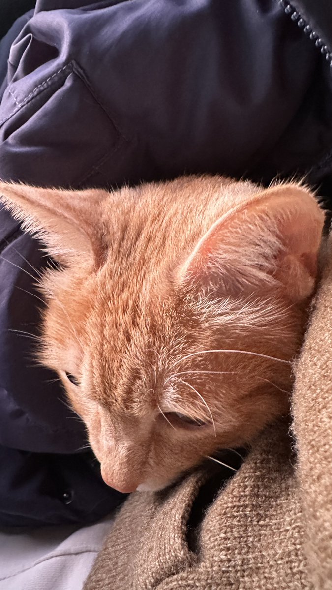 애착인간 패딩 뒤로 숨은 코코 고양이
완치판정 받았습니다 오예~~~!!!