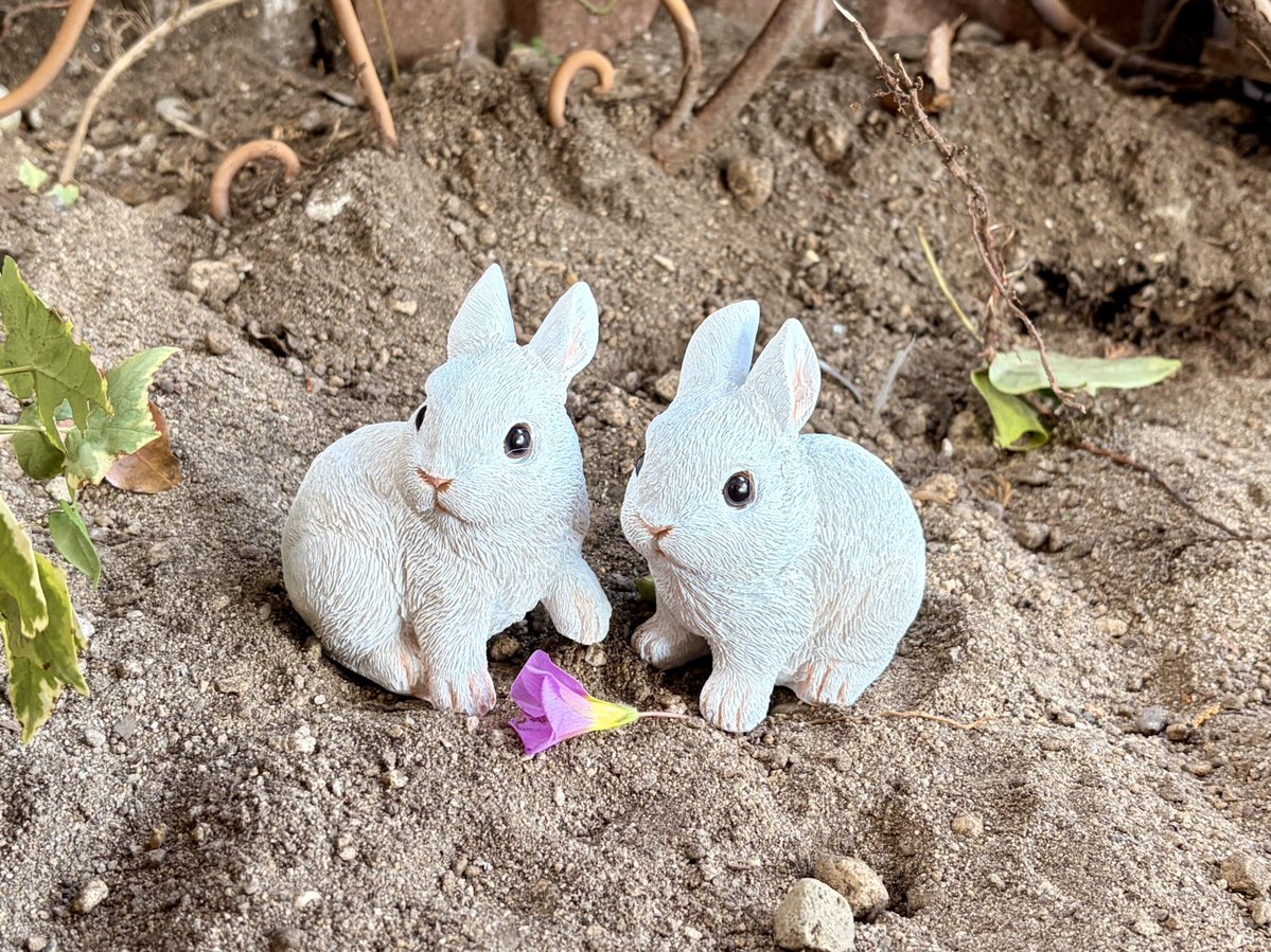 ご報告です
昨年末、どっぽちゃんがお空に旅立ちました。
ずっと元気でたくましくいたどっぽちゃん、調子が悪くなってからはあっという間でした。
もう少し、もう少し一緒にいさせてほしい　そんなふうに思ってましたが、食べなくなり、それからは眠るように旅立ちました。