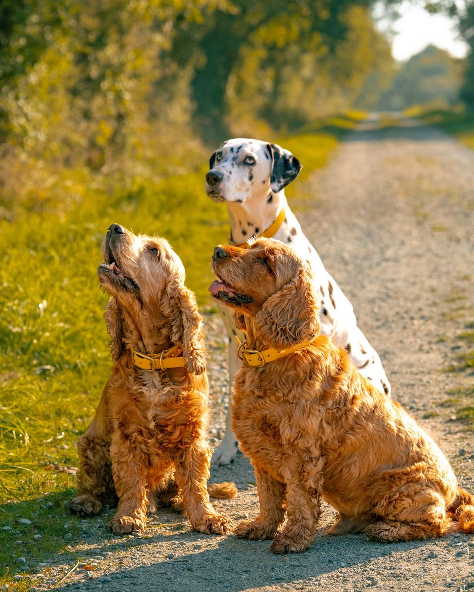 Pierre Ménès tweet media