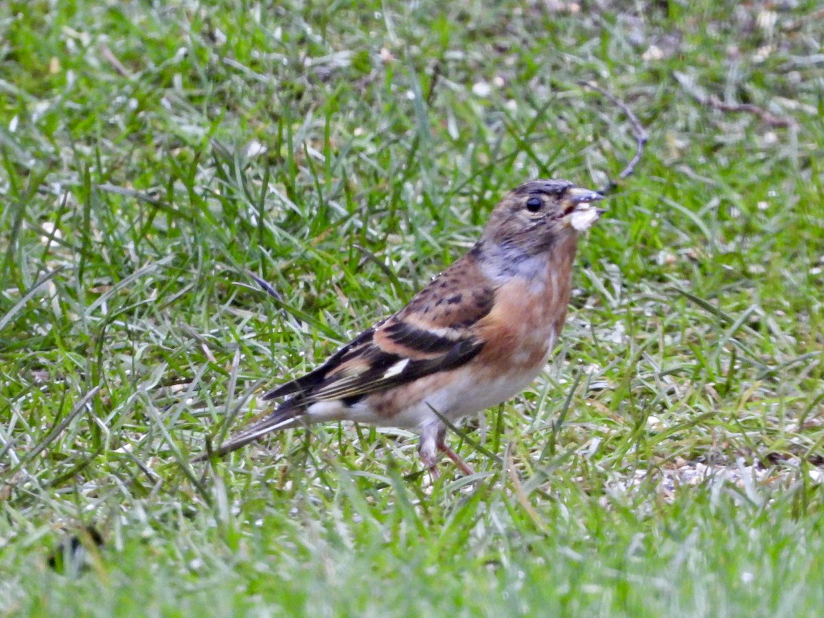 Alan Boddington tweet media