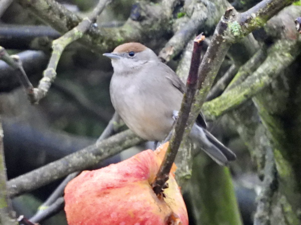 Alan Boddington tweet media