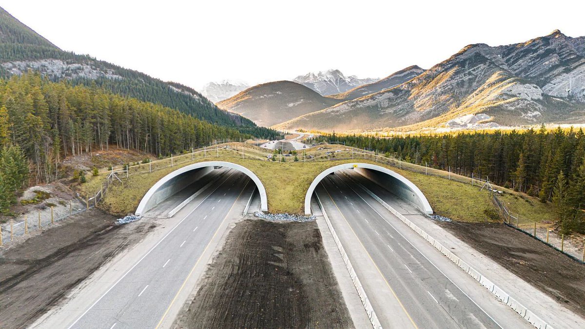 This is what sane infrastructure looks like.

Colorado just built the world’s largest wildlife crossing — cutting animal deaths by up to 90% and saving human lives too.

In a collapsing biosphere, reconnecting habitats isn’t “nice”. It’s survival. Build more. Everywhere.