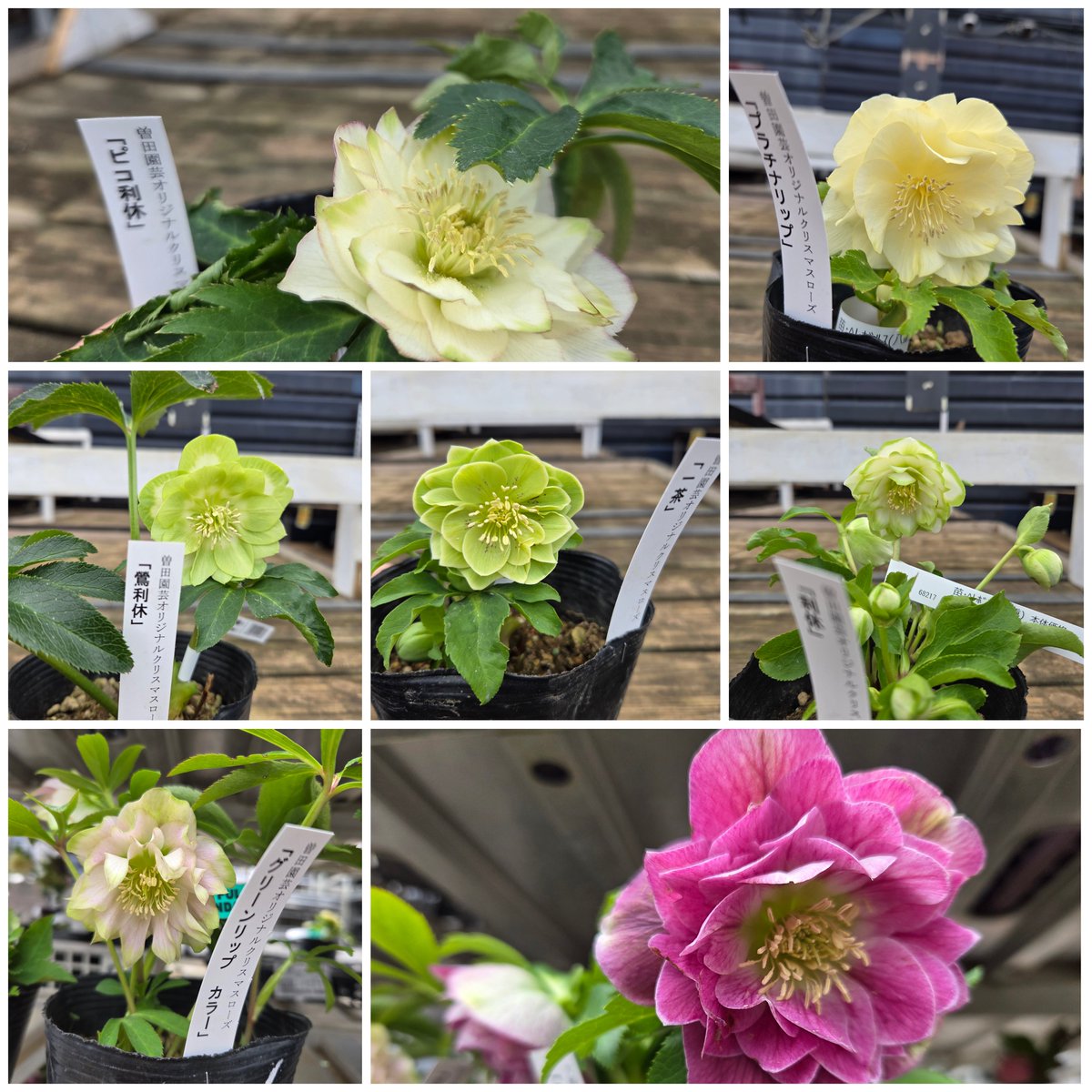 ガーデンセンターひたちなか店】 ✨クリスマスローズ入荷情報①