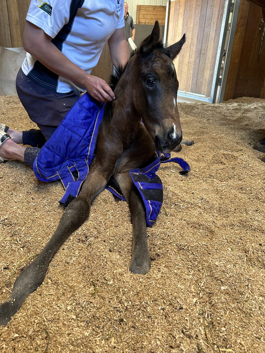 TzaferisRacing's tweet photo. Our little miracle Tully Hart debuts at Morphettville tomorrow. Win or lose, we are proud of how far she’s come after a very tough start to life and grateful to everyone that has been a part of her journey 💚🩷 https://t.co/882PjJRP1Y