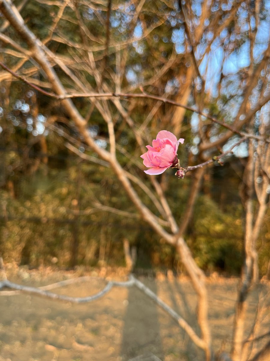 人間も自然の一部なら、できることがまだまだたくさんあるはず。たった一つの桃の花が教えてくれること🌸