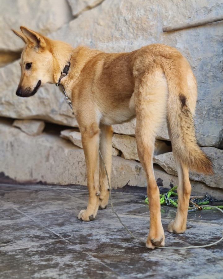 adoptdontshopl's tweet photo. 🐶 FOR ADOPTION 🐶
💖 Hazel 💖 11-month-old female dog 🐾
Fully vaccinated &amp; spayed. Sweet, loving, and ready to join her forever family 🏡
📲 Contact: 76 430 742
Can’t adopt? Please share!

#adoptdontshop #dogforadoption #foreverhome https://t.co/zn4nqFlyMx