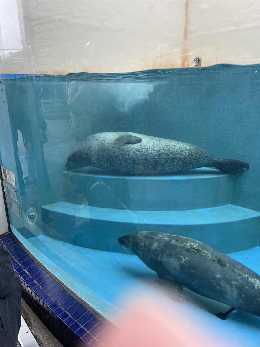 Kameria78's tweet photo. 鳥羽水族館のお土産はこの写真貰いました。
ジャグジーなのかなぁ？ https://t.co/WZPH5nhdtL