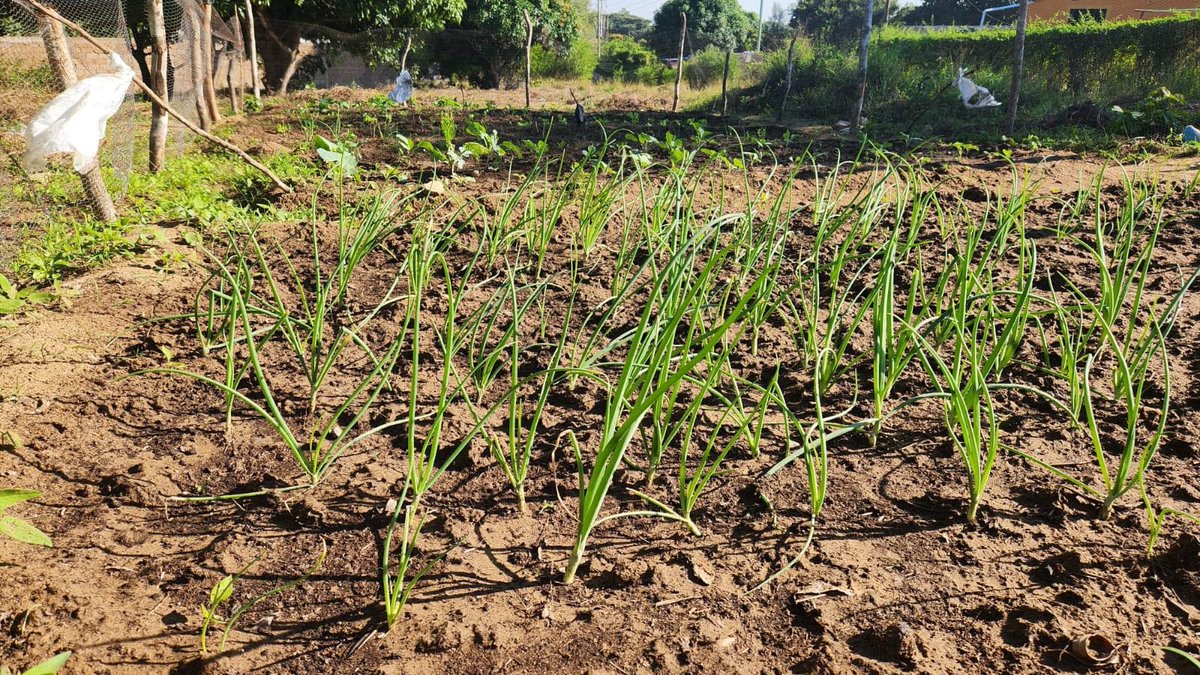 AECF - Powering Africa's Growth through SMEs tweet media