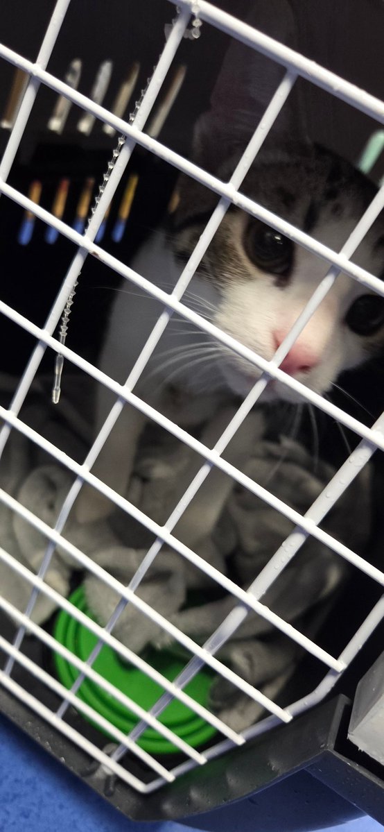 ball removal day 🎉