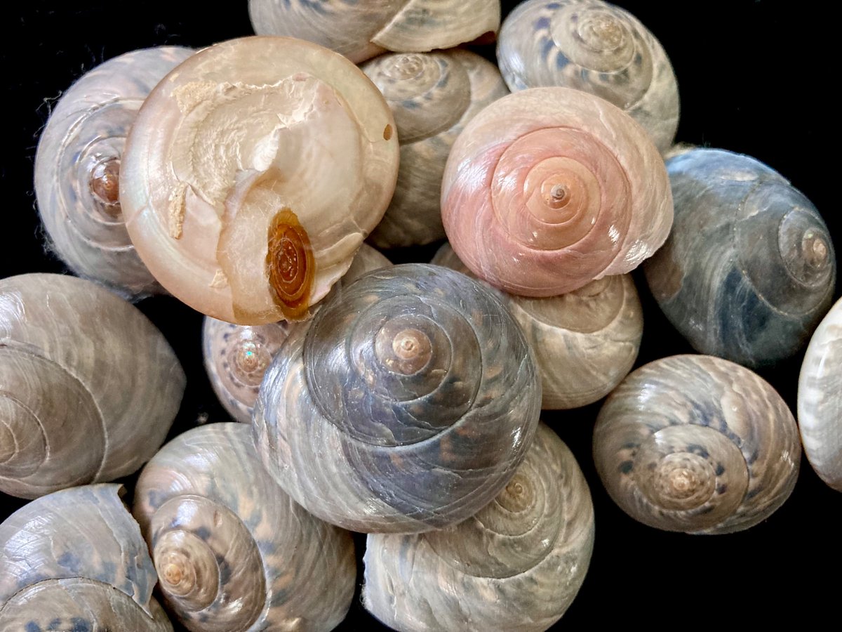 貝殻日和 (@uvYHeMSrf1DLWwf) / Posts / X