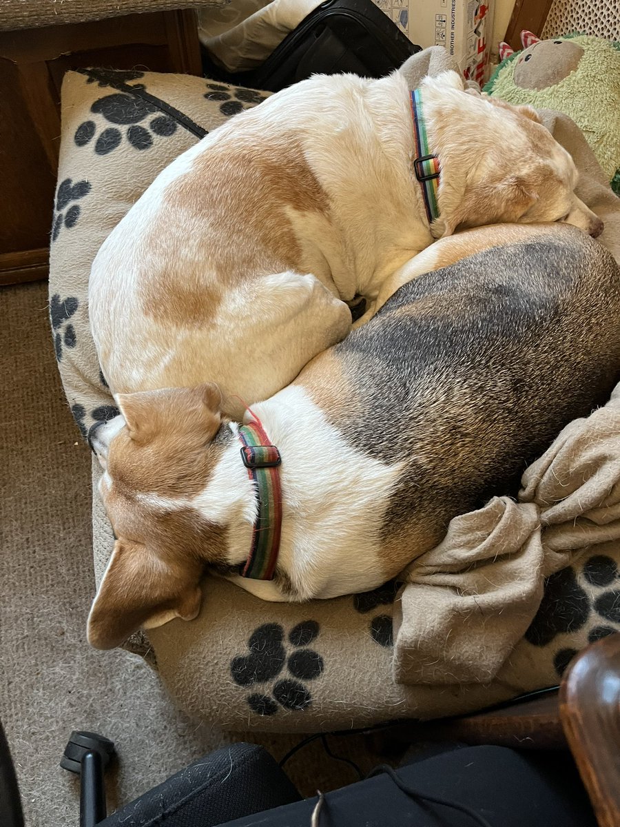 Sylindria's tweet image. The weather outside is frightful, but inside I have yin yang beagles #Beagle #WorkingFromHome #FridayFeeling