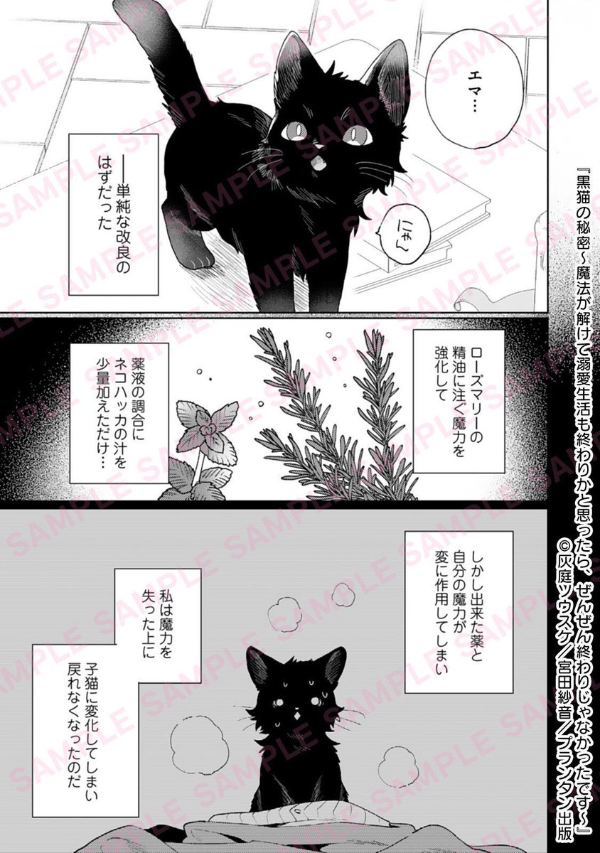 🐾先行配信開始🐾 🎉新連載 『#黒猫の秘密 ～魔法が解けて溺愛生活も