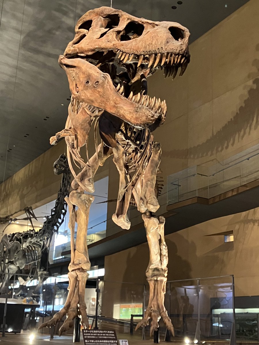金曜日だから化石貼る ティラノサウルスの「スー」 白亜紀末期の北