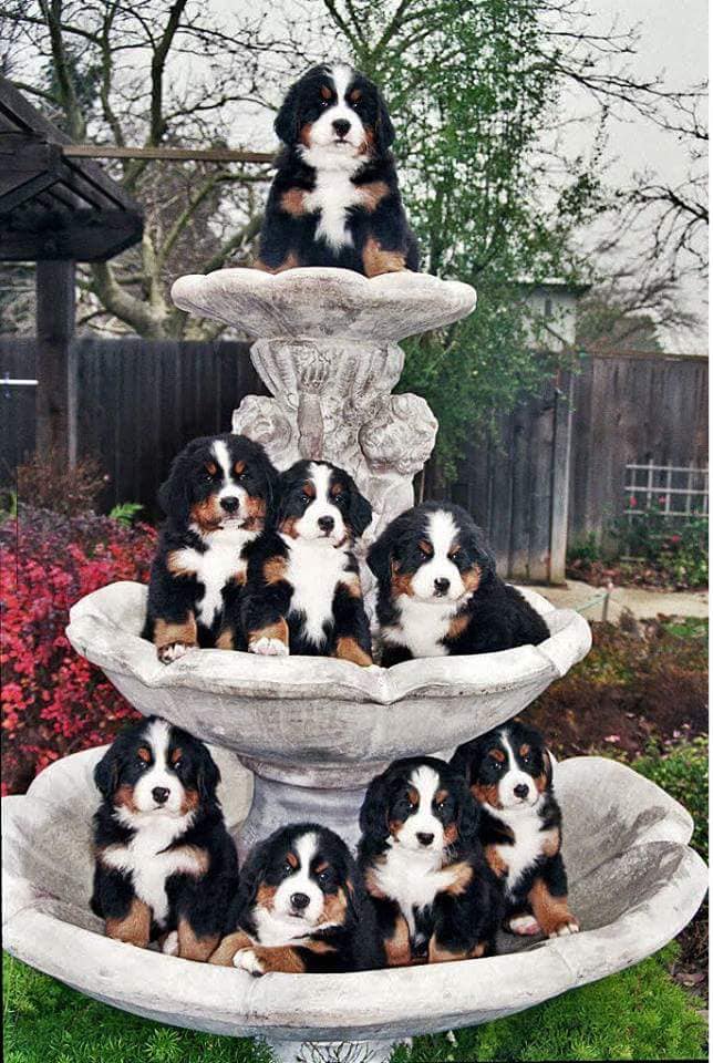 peter_morg's tweet photo. Beautiful is this picture 🐶 https://t.co/U3JQEtr64B
