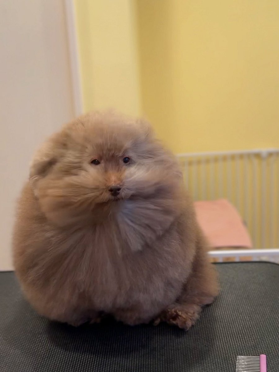 __mohu_c's tweet image. 風に吹かれる親方