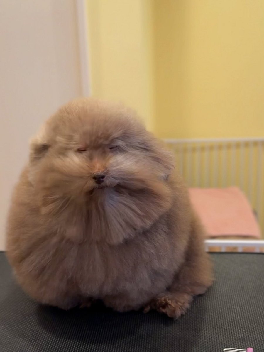 __mohu_c's tweet image. 風に吹かれる親方