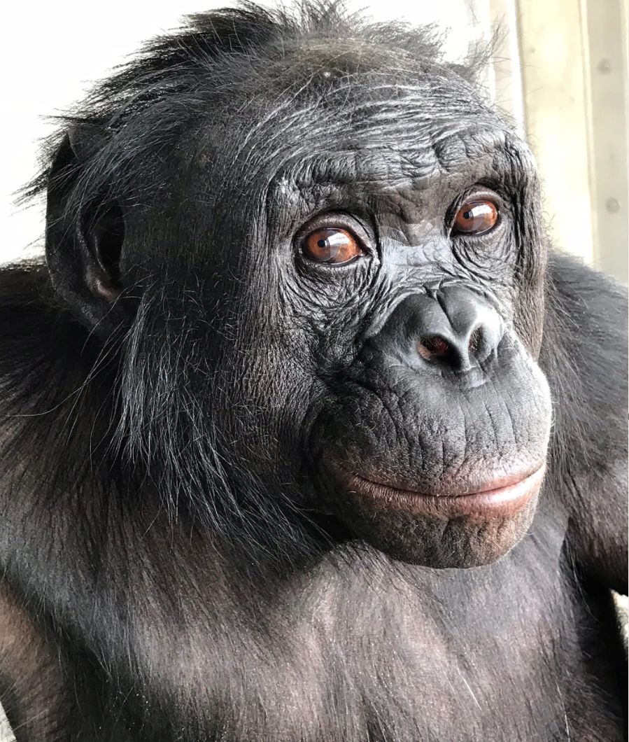 1/9 Los grandes simios pueden imaginar como nosotros

En este sencillo estudio se puso a prueba la capacidad de Kanzi para imaginar y seguir el juego a los investigadores, haciendo como si lo imaginado fuese real. 

Aquí lo comento en <a href="/eldiarioes/">elDiario.es</a>
eldiario.es/sociedad/bonob…