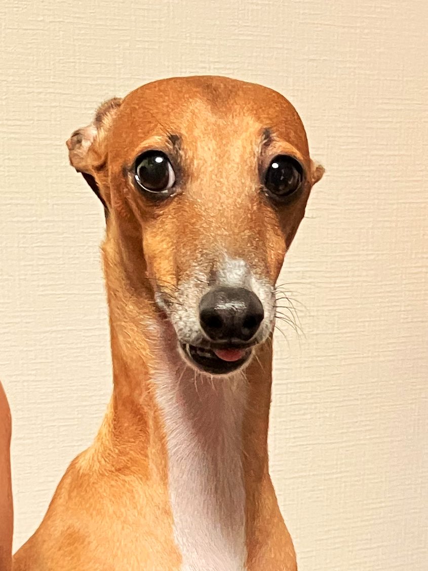 これは夫にハグされた犬 #イタグレ