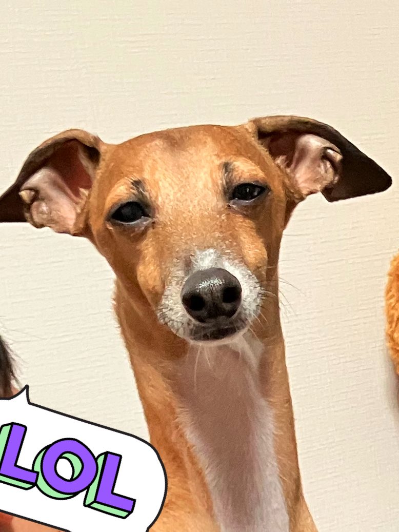 これは夫にハグされた犬 #イタグレ