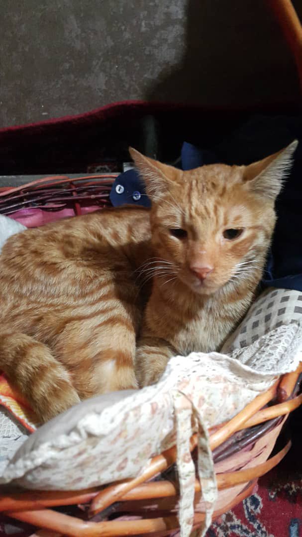 پسر نارنجی قشنگم خیلی گناه داره..🧡
خیلی سختی کشیده تا اینجا و هنوزم نتونسته طعم خوشبختی رو بچشه
این بچه سالمه و عقیم شده هست و فقط نیاز به یه سرپرست مهربون داره تا همه‌ی سختیایی که تا الان کشیده رو یادش بره🥲♥️
برای سرپرستیش لطفا با این شماره تماس بگیرید یا پیام بدین
09391688047