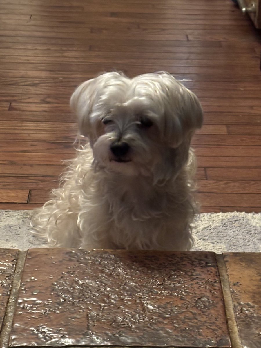 りつ corgi♡ (@0117kotarou) / Posts / X