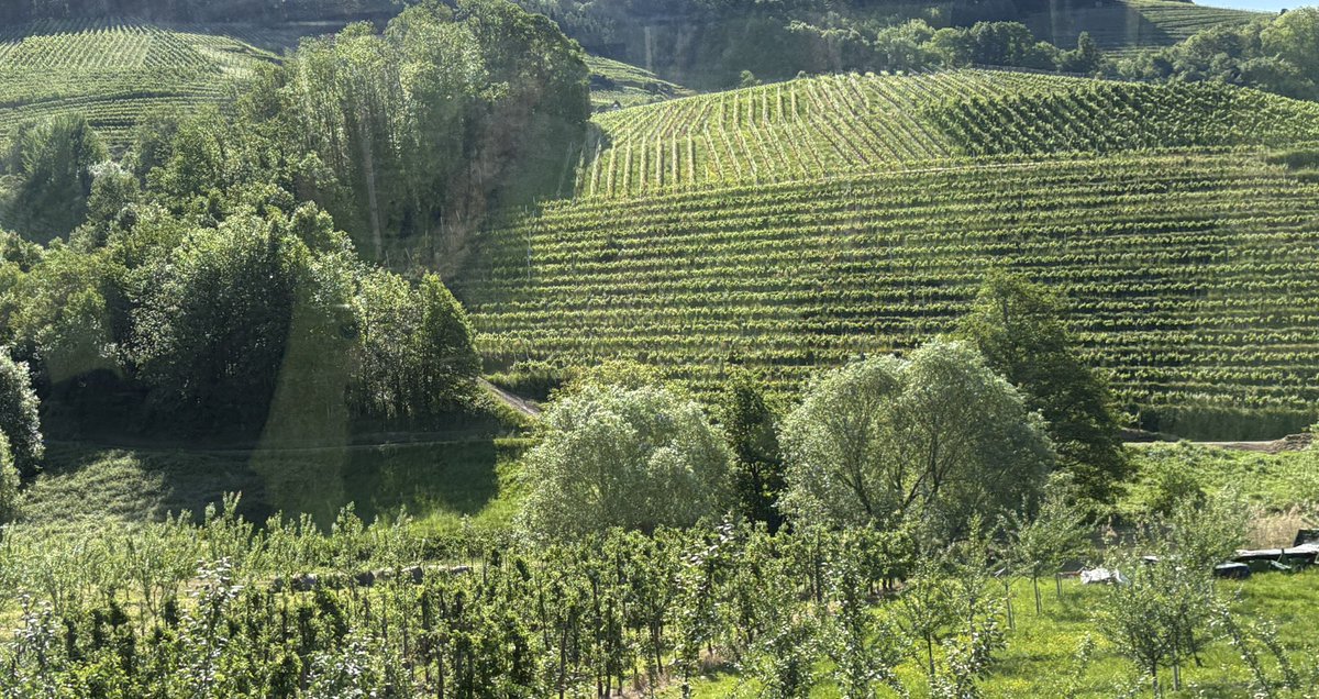 Tan321's tweet image. The #undulating cut of the grass at #Oberkirch #Tiergarten #Germany #dailypicturetheme