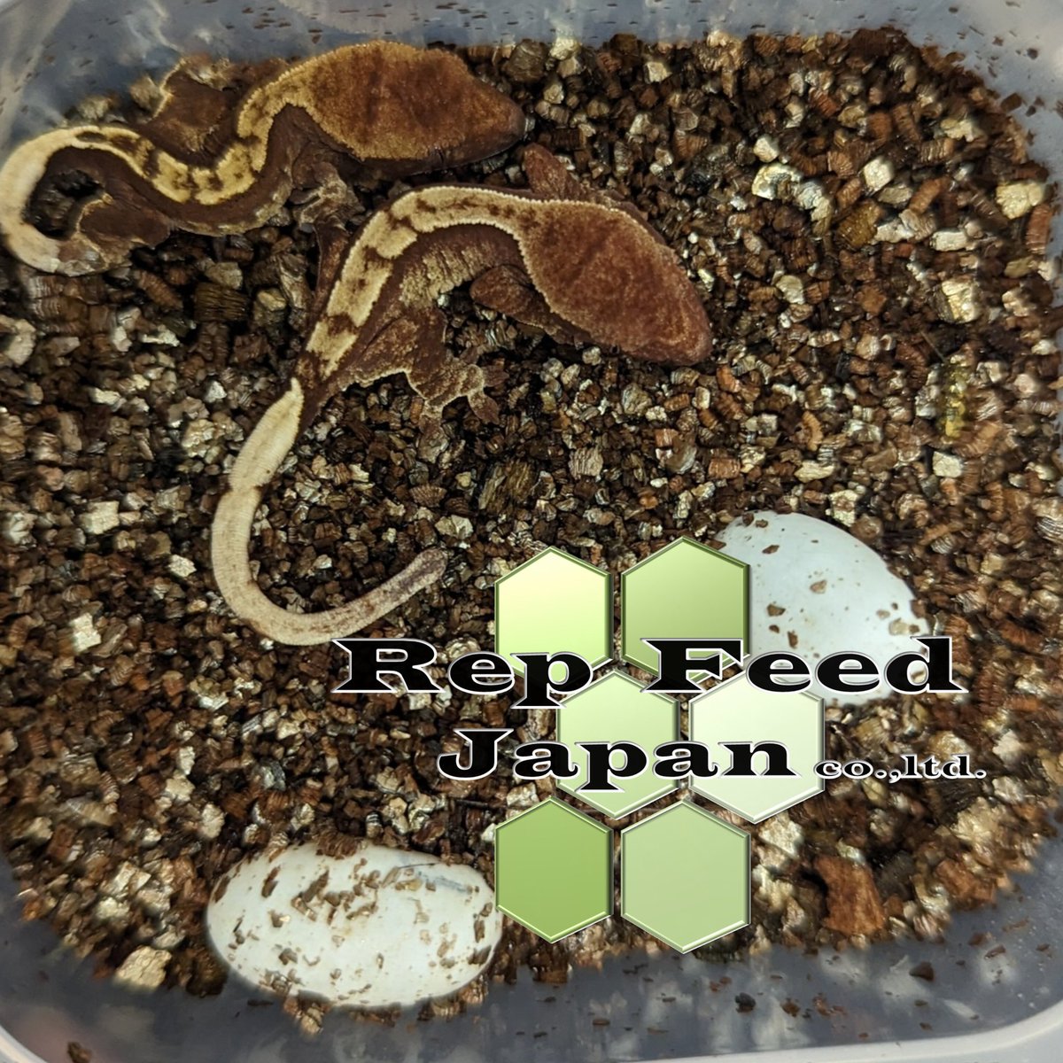 RepFeedJapan co., ltd tweet media