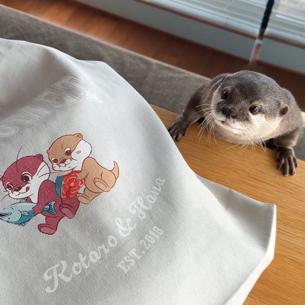 カワウソ コタロー&ハナ Otter Kotaro&Hana tweet media