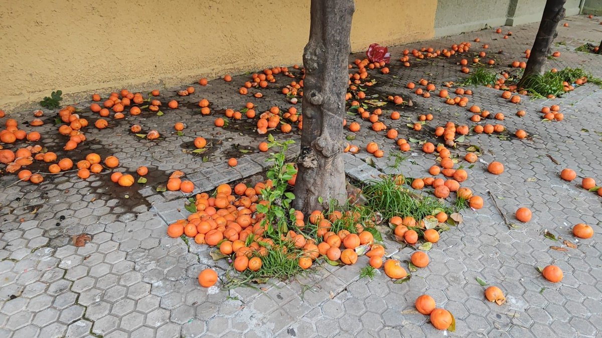 🍊🍊🍊¡Peligro a cada paso! Calles del Distrito Sur convertidas en trampas resbaladizas con cientos de naranjas caídas. Mayores, niños y personas con movilidad reducida en riesgo constante de caídas. ¿Cuántas denuncias más necesita <a href="/Ayto_Sevilla/">Ayuntamiento de Sevilla</a> para actuar? #DistritoSur #PsoeSur