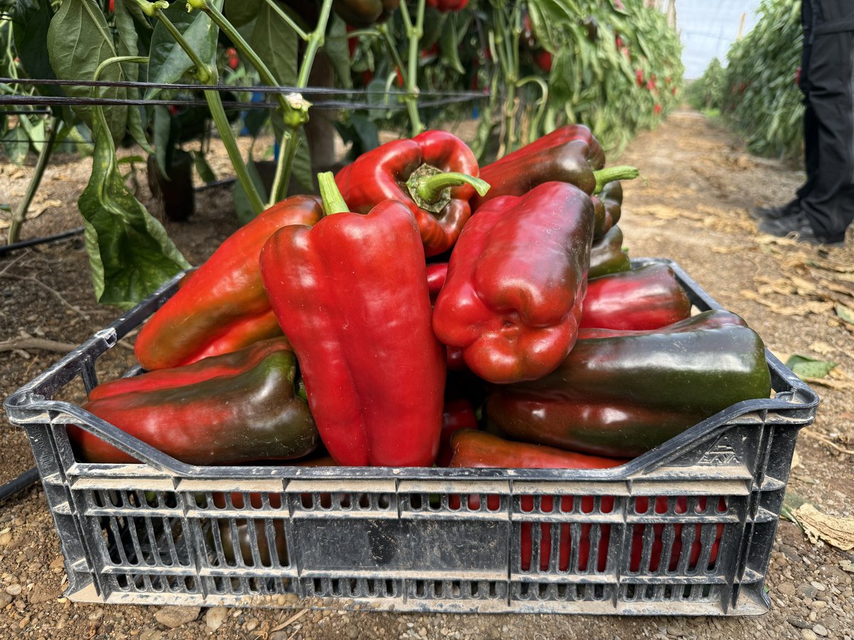 FHALMERÍA 🌱 tweet media