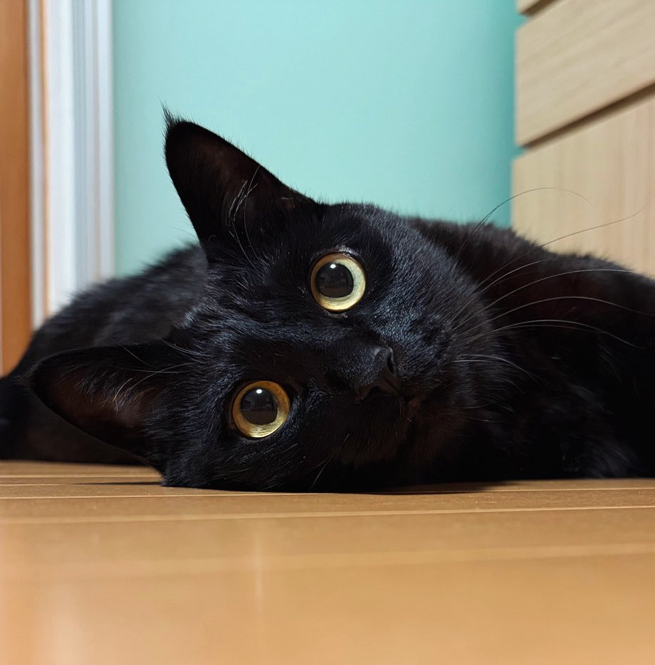 トガリネコ @vrkdh - Twitter Profile | TwStalker