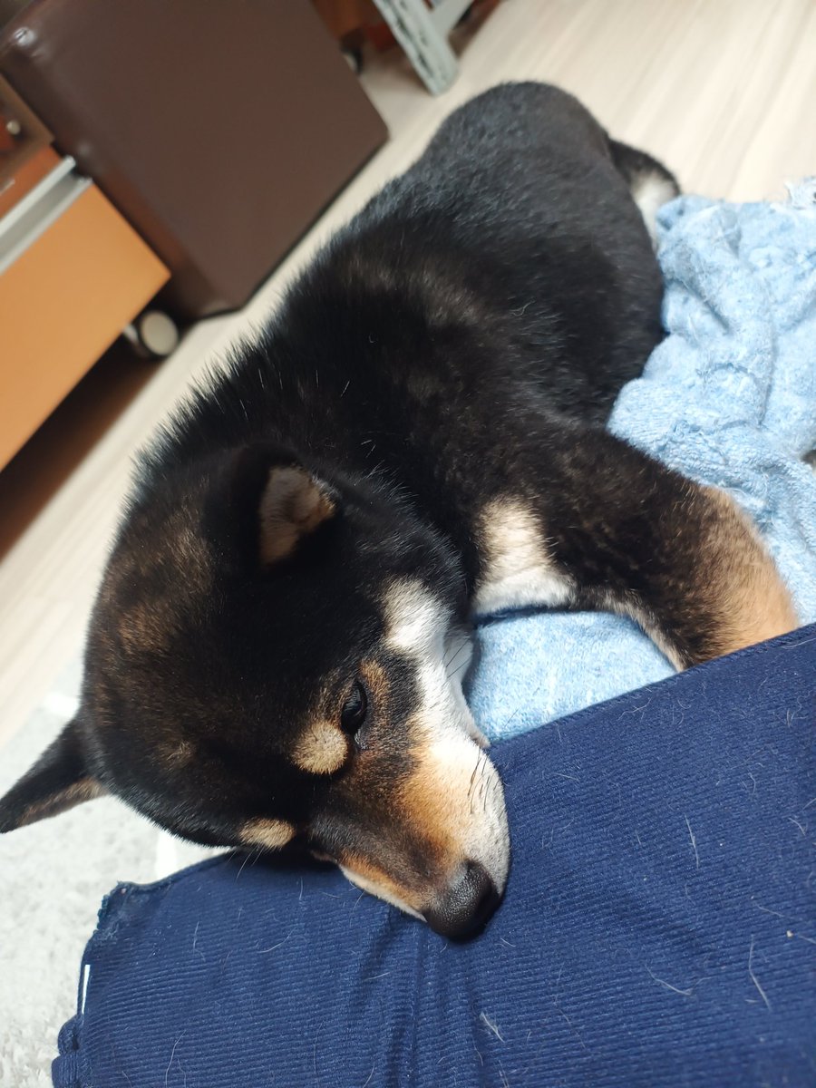 flush_p's tweet image. クッションをハムハムするらんちゃん。
今日はお風呂に入ったから、いい匂いだよ🥹
犬の乾燥ボックス買って本当に良かった。ドライヤー苦痛だったけど、ストレスフリーになった🐶✨