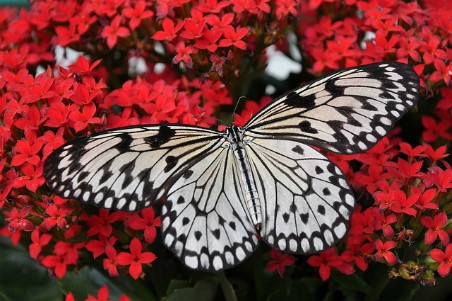 SaberAnimales's tweet photo. A casi todas las personas nos gustan las mariposas, esos insectos que adornan la naturaleza con sus vivos colores y que alegran el paisaje. Existen cerca de treinta mil especies de mariposas en todo el mundo.
https://t.co/aP9hXr2aDM https://t.co/PHCIfEBMct