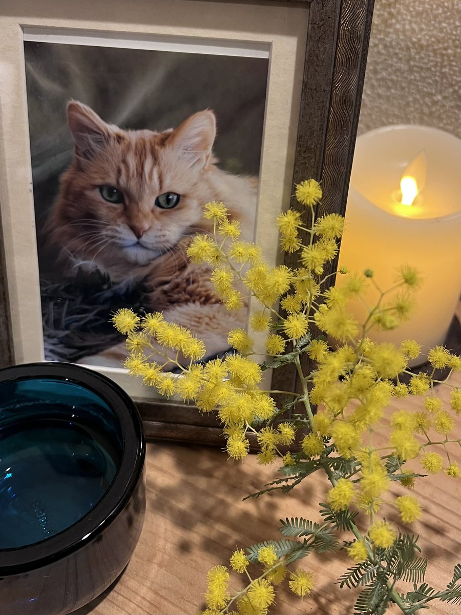 ぴょんたママ (@etsu510) / Posts and Replies / X