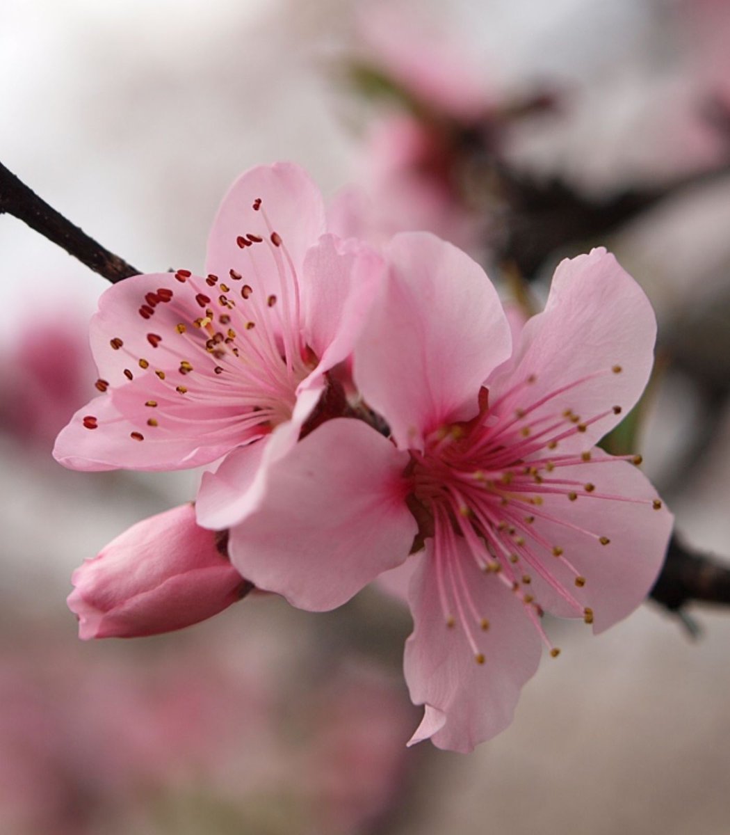 _IvankaTrumpRV's tweet photo. A town in Japan has canceled its cherry blossom festival due to badly behaved tourists

Authorities in Fujiyoshida say visitors were trespassing, littering, and defecating in private yards
Follow and repost 
👇👇
@EricTrumpVRQ https://t.co/biRGtXAvnS