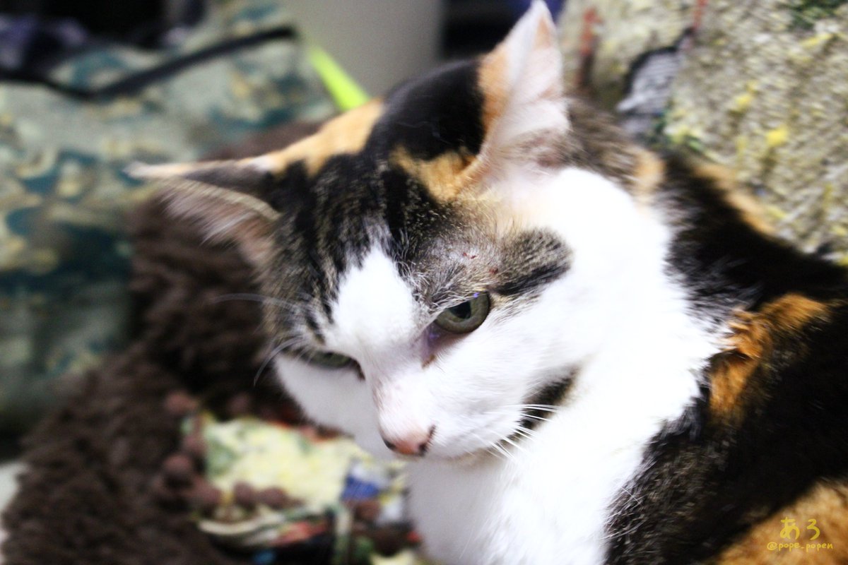 こんばんにゃ 怒ってないにょ🐱 #猫 #三毛猫