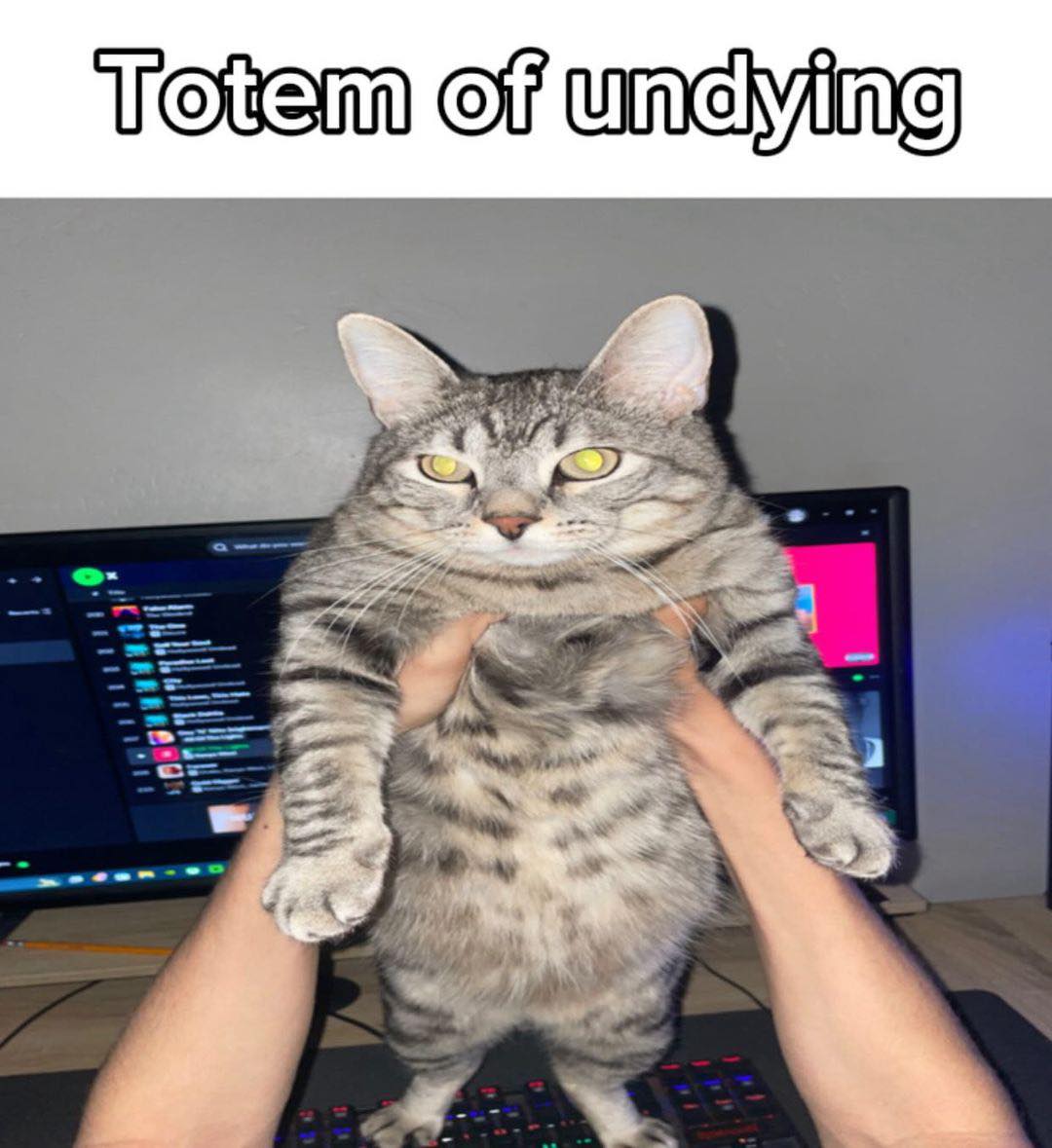 Punch Cat (@punchingcat) on Twitter photo 