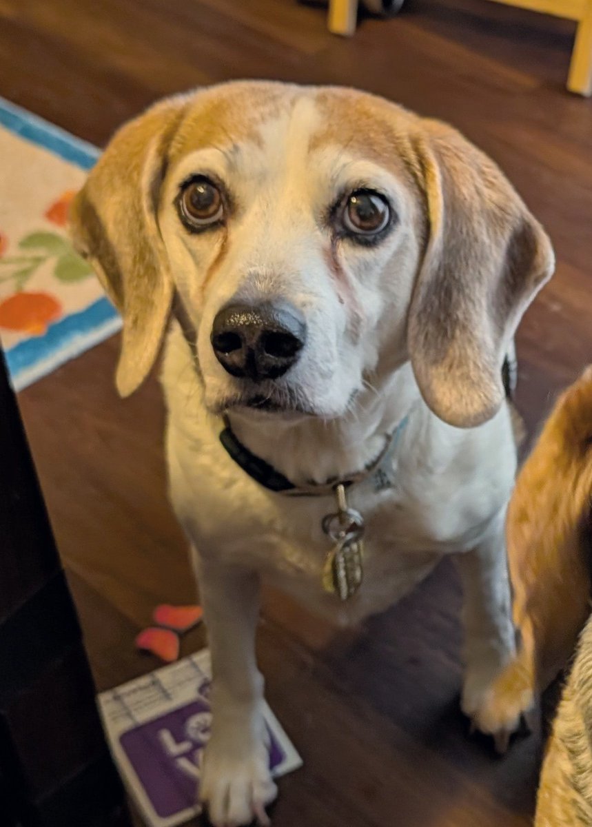 I swore I wasn't going to foster fail. But then I met this dog. This sweet little hobbit whose favorite exercise is snuggling and who has fewer brain cells than remaining teeth. All my best intentions drifted away like a fart on the breeze, and I have officially made Muggs mine.