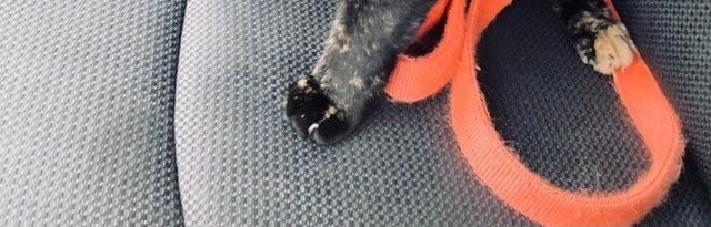 NoCatsNoLife_m's tweet photo. wait, are we going to the vet!?