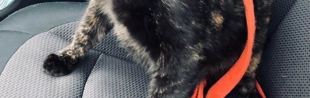 NoCatsNoLife_m's tweet photo. wait, are we going to the vet!?