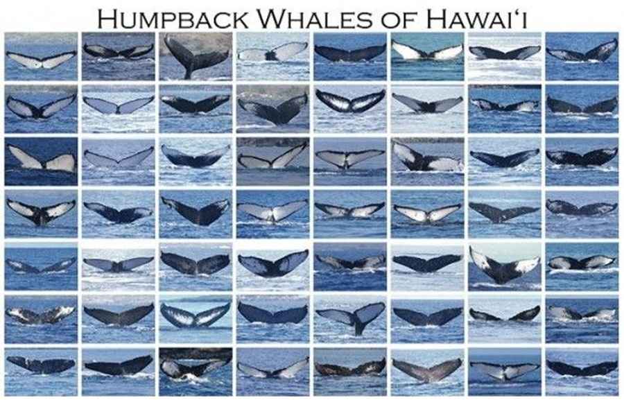 WetTribe's tweet image. Humpback whales are identified by the unique black-and-white pigmentation patterns, scars, and serrated edges on the underside of their tail flukes, which functions as a distinct identifier.  #WetTribe #TidetotheOcean #FridayFieldUpdate #HumpbackWhales
