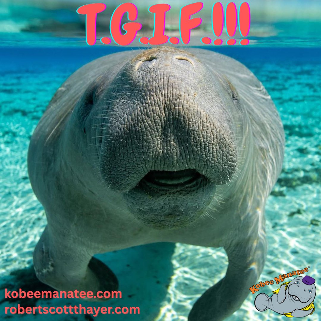 Kobee Manatee® tweet media