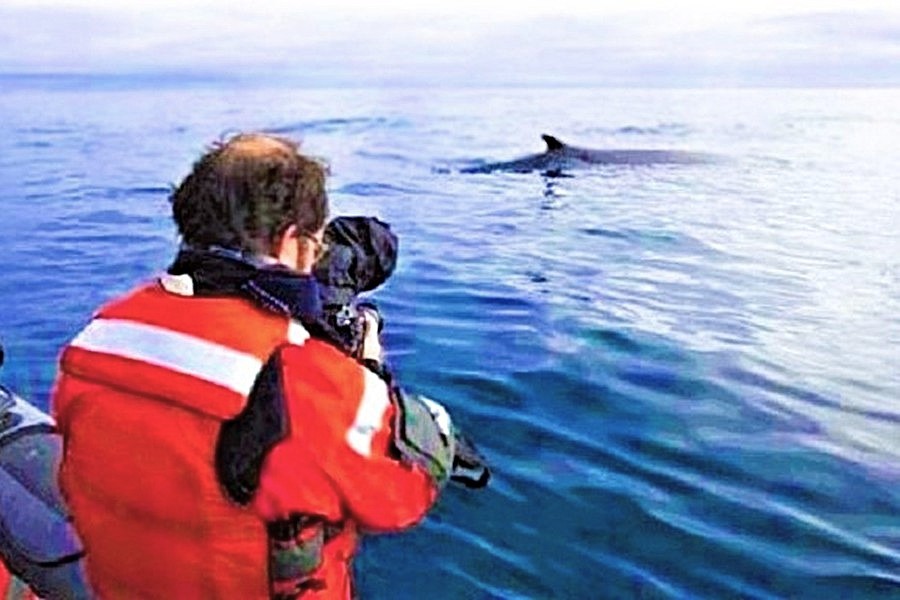 WetTribe's tweet image. A humpback whale was successfully freed from a life-threatening entanglement of rope, gear, and buoys by a trained team on Tuesday in waters off Keahole Point. Unfortunately, it was not Palette (BCY1404). The search continues.  #WetTribe #TidetotheOcean #FridayFieldUpdate #Hawaii