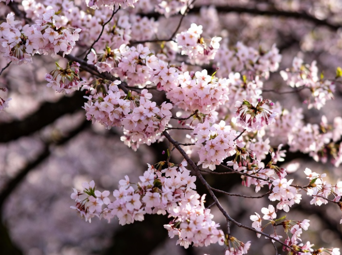 tanomuzeA's tweet photo. 『訪日観光客の悪質なマナーで
桜の花見祭りを中止

当局は、観光客が民有地に不法侵入したり、
ごみを捨てたり、私有地の庭で排便するなどの
行為があったとして、
毎年恒例の桜祭りを中止すると発表した。』

はい、外国人の文化破壊を証明したね。
移民が増えたらどうなるかわかる？
こんなもんじゃないぞ。

めちゃくちゃ欧米でも拡散されている。